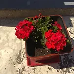 Arxontiko Διαμέρισμα *