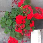 Διαμέρισμα Arxontiko