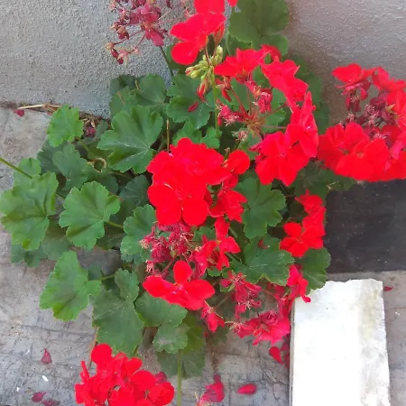 Appartement Arxontiko