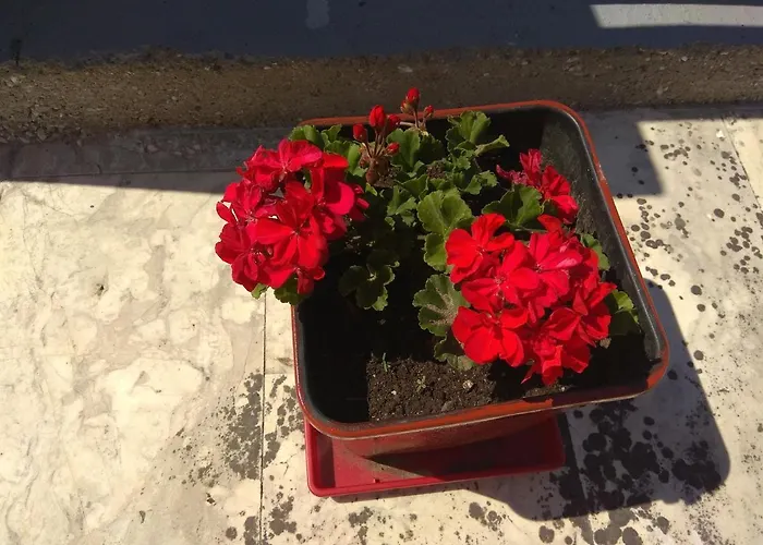 Arxontiko Διαμέρισμα *