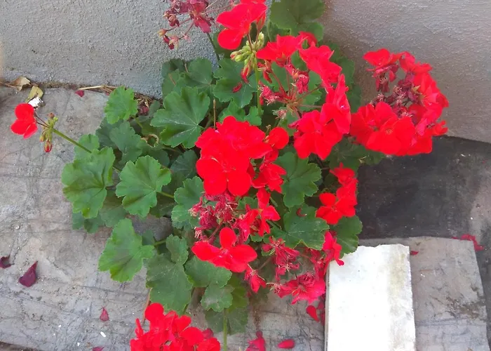 Διαμέρισμα Arxontiko